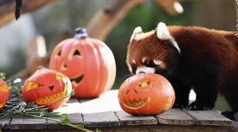 吃瓜大会童话剧